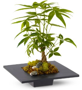 Money Tree in Preston MD, The Garden Basket