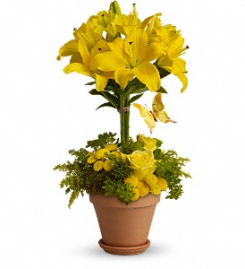 Yellow Fellow in Preston MD, The Garden Basket