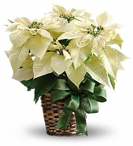 White Poinsettia in Preston MD, The Garden Basket