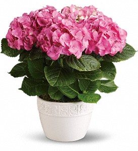 Happy Hydrangea - Pink in Preston MD, The Garden Basket