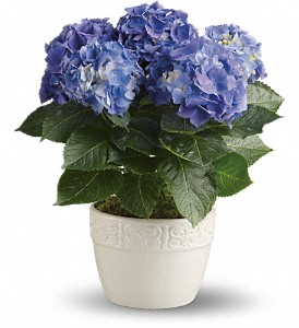 Happy Hydrangea - Blue in Preston MD, The Garden Basket