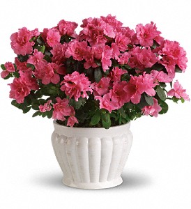 Pretty in Pink Azalea in Preston MD, The Garden Basket
