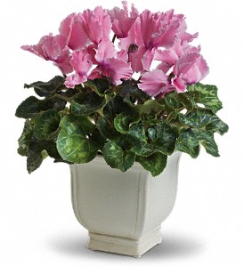 Sunny Cyclamen in Preston�MD, The Garden Basket