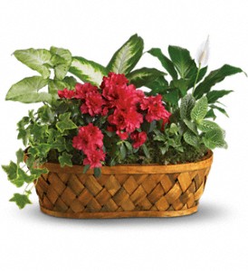 Plants Galore in Preston�MD, The Garden Basket