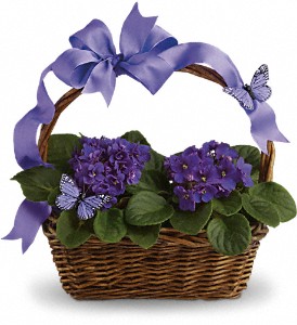 Violets And Butterflies in Preston MD, The Garden Basket