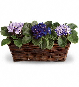 Sweet Violet Trio in Preston MD, The Garden Basket