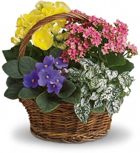 Spring Has Sprung Mixed Basket in Preston MD, The Garden Basket