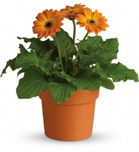 Rainbow Rays Potted Gerbera - Orange in Preston�MD, The Garden Basket