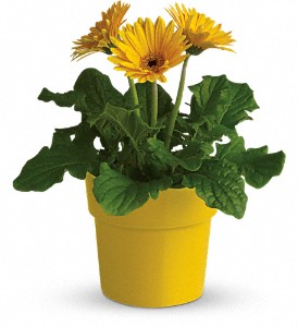 Rainbow Rays Potted Gerbera - Yellow in Preston MD, The Garden Basket