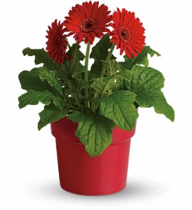 Rainbow Rays Potted Gerbera - Red in Preston MD, The Garden Basket