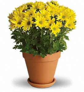 Sweet as a Daisy in Preston MD, The Garden Basket