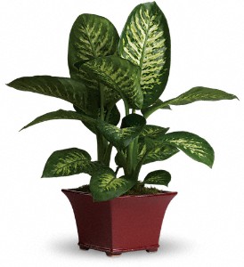 Delightful Dieffenbachia in Preston�MD, The Garden Basket