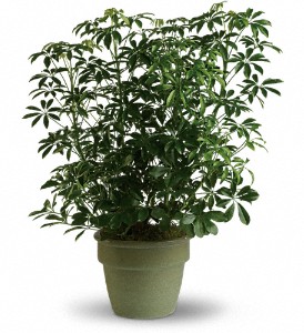 Amazing Arboricola in Preston�MD, The Garden Basket