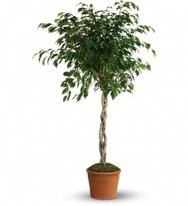 Towering Ficus in Preston�MD, The Garden Basket