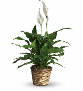 Simply Elegant Spathiphyllum - Small in Preston MD, The Garden Basket