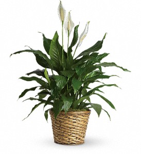 Simply Elegant Spathiphyllum - Medium in Preston�MD, The Garden Basket
