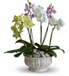 Regal Orchids in Preston MD, The Garden Basket