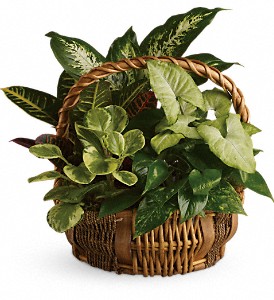 Emerald Garden Basket in Preston MD, The Garden Basket