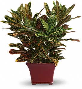 Stately Croton in Preston�MD, The Garden Basket