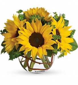Sunny Sunflowers in Preston MD, The Garden Basket