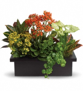 Stylish Plant Assortment in Preston MD, The Garden Basket