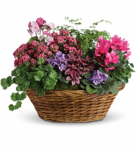 Simply Chic Mixed Plant Basket in Preston�MD, The Garden Basket