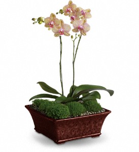 Divine Orchid in Preston MD, The Garden Basket