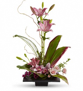 Imagination Blooms with Cymbidium Orchids in Preston MD, The Garden Basket