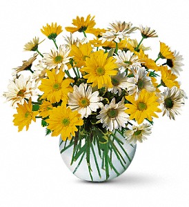 Dashing Daisies in Preston MD, The Garden Basket