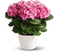 Happy Hydrangea - Pink in Preston MD The Garden Basket
