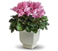 Sunny Cyclamen in Preston MD The Garden Basket