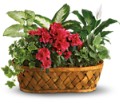 Plants Galore in Preston MD The Garden Basket