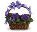 Violets And Butterflies in Preston MD The Garden Basket