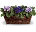 Sweet Violet Trio in Preston MD The Garden Basket