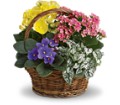 Spring Has Sprung Mixed Basket in Preston MD The Garden Basket