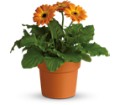 Rainbow Rays Potted Gerbera - Orange in Preston MD The Garden Basket
