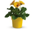 Rainbow Rays Potted Gerbera - Yellow in Preston MD The Garden Basket