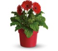 Rainbow Rays Potted Gerbera - Red in Preston MD The Garden Basket