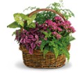 Secret Garden Basket in Preston MD The Garden Basket