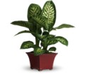 Delightful Dieffenbachia in Preston MD The Garden Basket