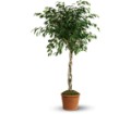 Towering Ficus in Preston MD The Garden Basket