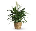 Simply Elegant Spathiphyllum - Medium in Preston MD The Garden Basket