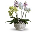 Regal Orchids in Preston MD The Garden Basket