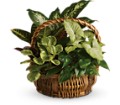 Emerald Garden Basket in Preston MD The Garden Basket