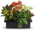 Stylish Plant Assortment in Preston MD The Garden Basket
