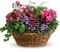 Simply Chic Mixed Plant Basket in Preston MD The Garden Basket