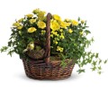 Yellow Trio Basket in Preston MD The Garden Basket