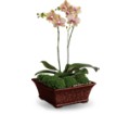 Divine Orchid in Preston MD The Garden Basket