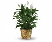 Simply Elegant Spathiphyllum - Large in Preston MD, The Garden Basket