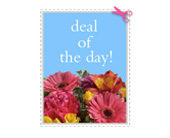 Deal of the Day